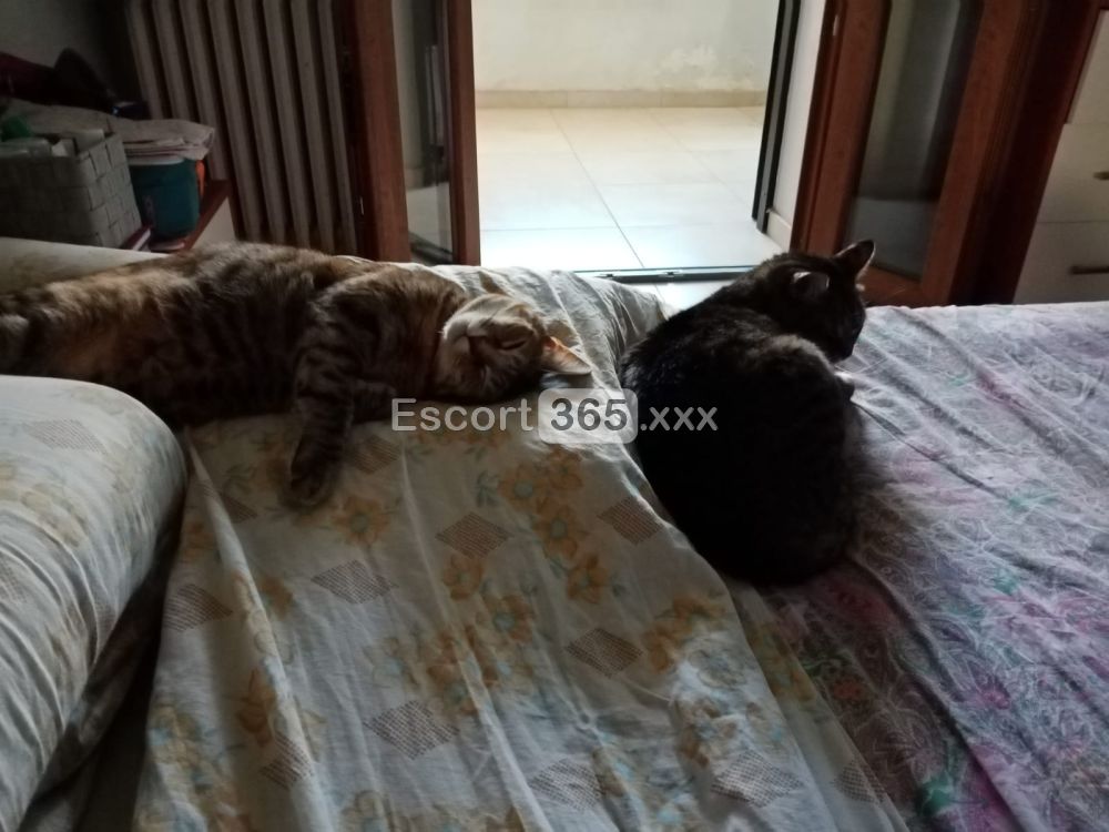 Gattina: Affettuosa e Solare - Escort a Mombercelli - Foto 8